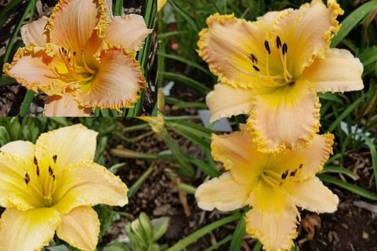Forestlake Ragamuffin Daylily Live Plant – 1 Blooming-Size Bare Root