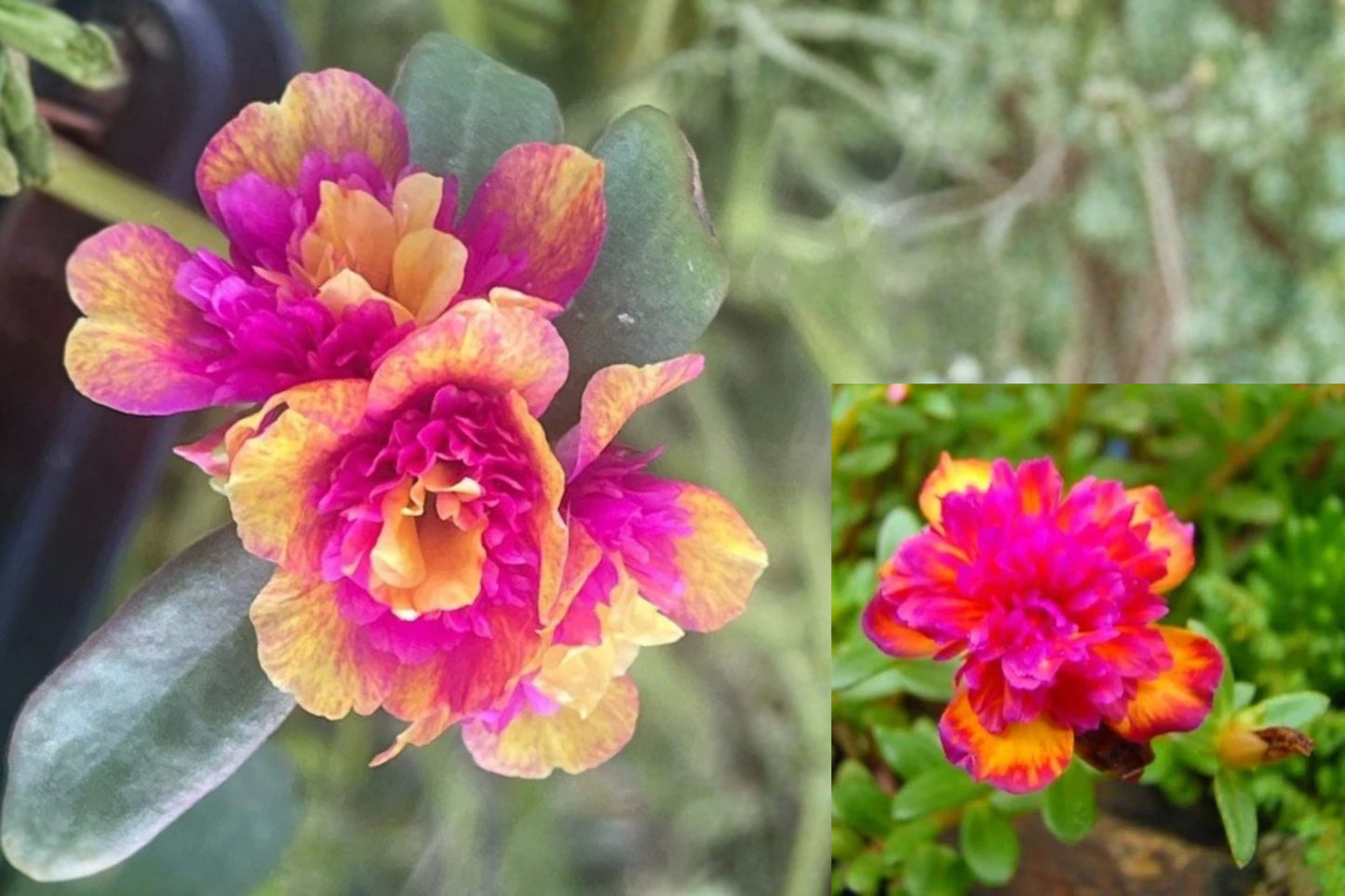 Seaglass Double Dragonfruit Portulaca Live Plant Plug – 1–3" Tall