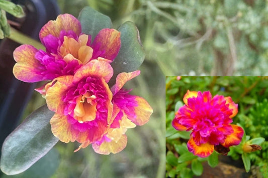 Seaglass Double Dragonfruit Portulaca Live Plant Plug – 1–3" Tall