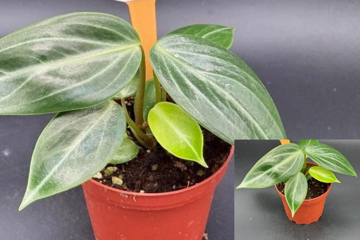 Peperomia Maculosa Live Plant – 1 Rooted Plant in 4-Inch Nursery Pot