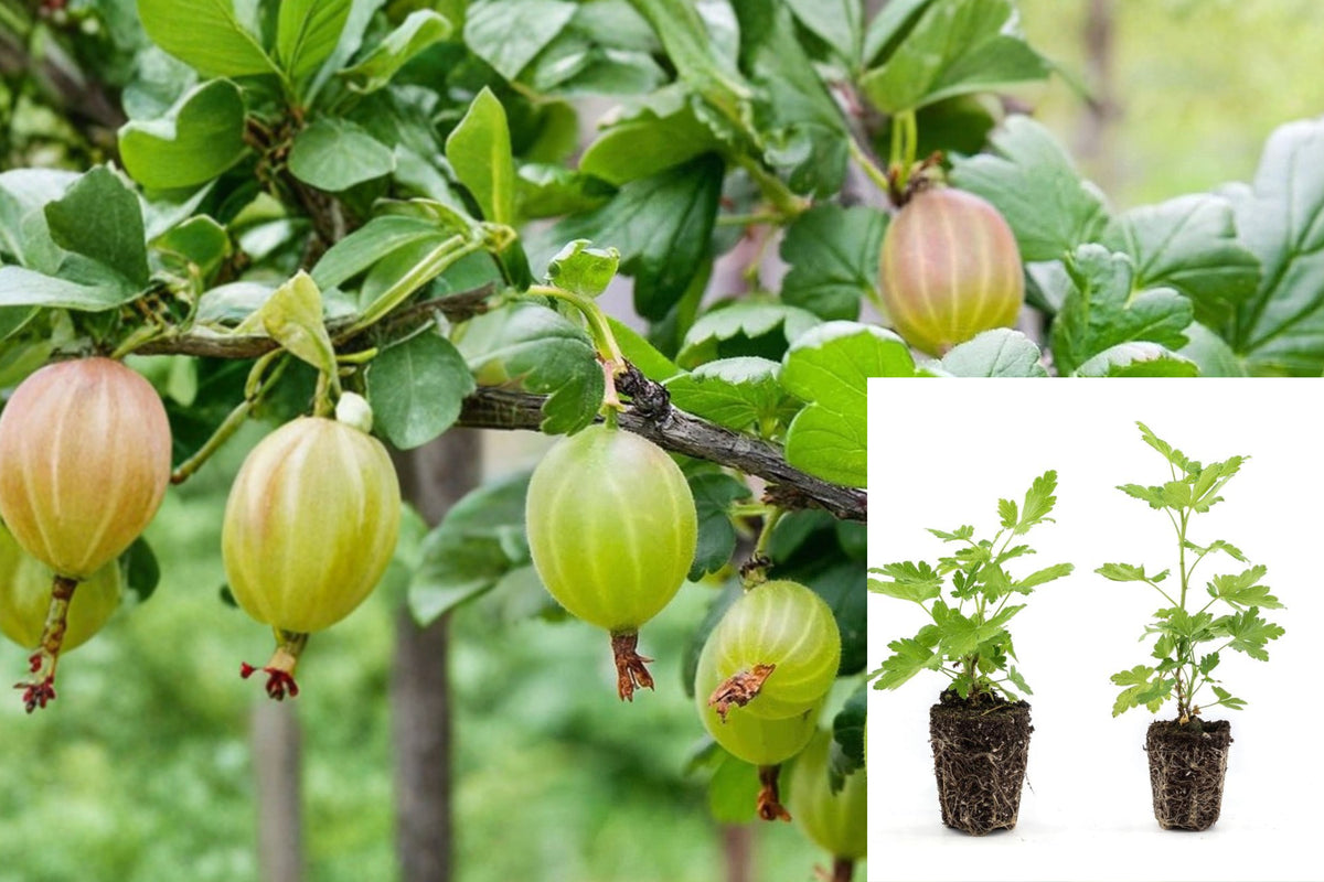Live Gooseberry Bush Plant, 5–9 Inch Rooted Fruit Shrub, Deciduous Berry Plant for Outdoor Garden, Raised Bed or Large Container