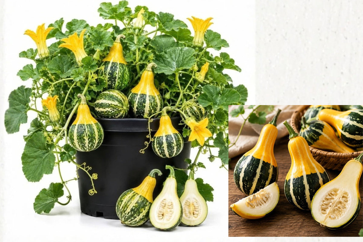 Bicolor Pear Gourd 2 Live Starter Plants – 4–7 Inches Tall in 4-Inch Pots