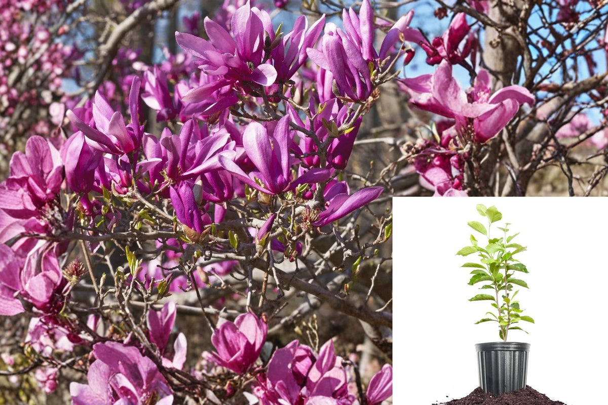 Ann Magnolia Live Plant, 12–18 Inch Shrub in Gallon Pot, Purple Pink Spring Blooming Deciduous Magnolia Tree