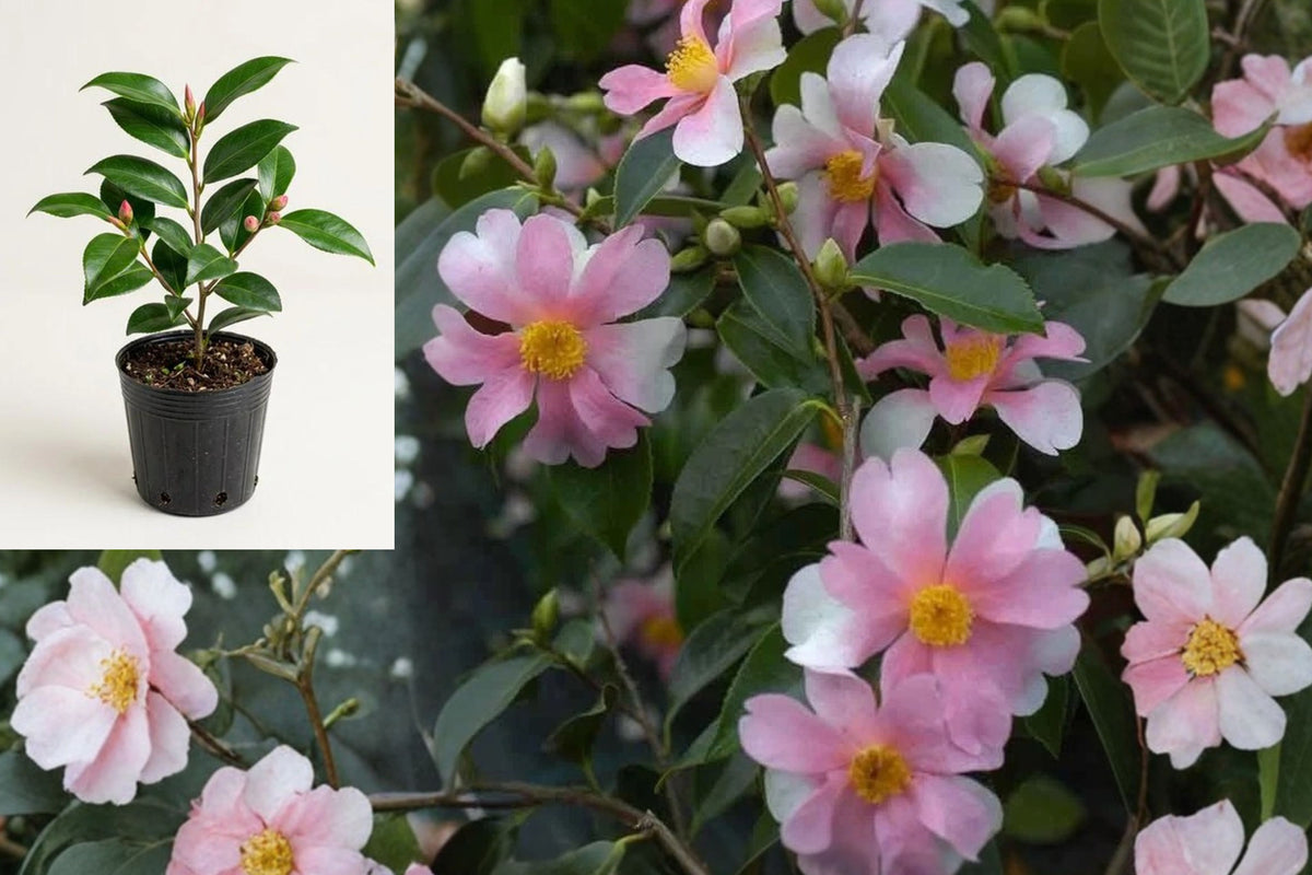 Camellia Japonica Live Starter Plant, Evergreen Flowering Shrub, Potted Camellia for Outdoor Garden, Pink Rose Blooms