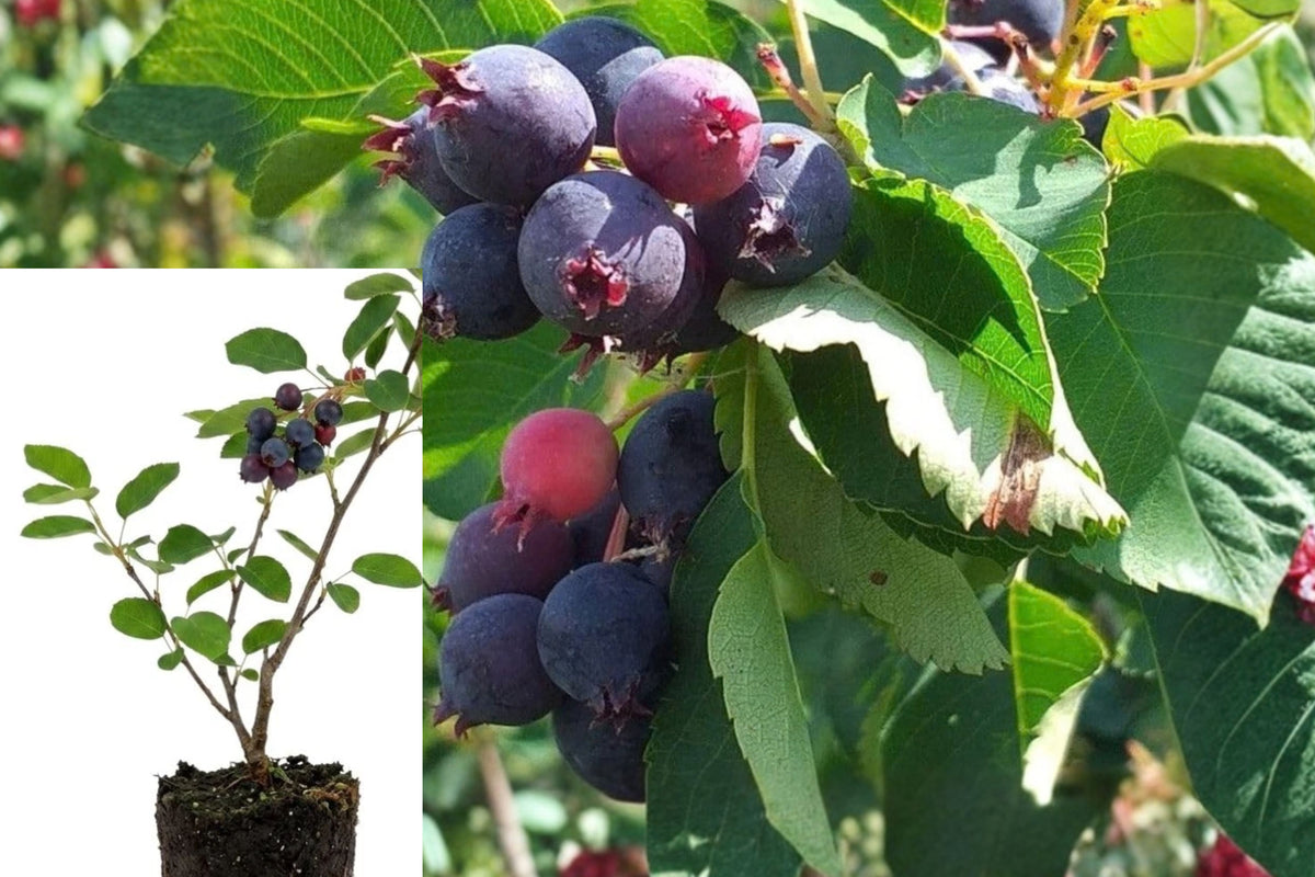 Serviceberry Live Plant – 6–12 Inch Berry Fruit Plant – Amelanchier