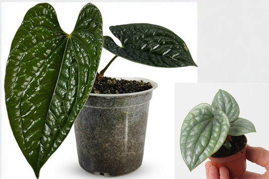 Anthurium Luxurians Live Plant, Tropical Green Foliage Houseplant, 12 cm Starter Plant, Ecuador Grown Aroid