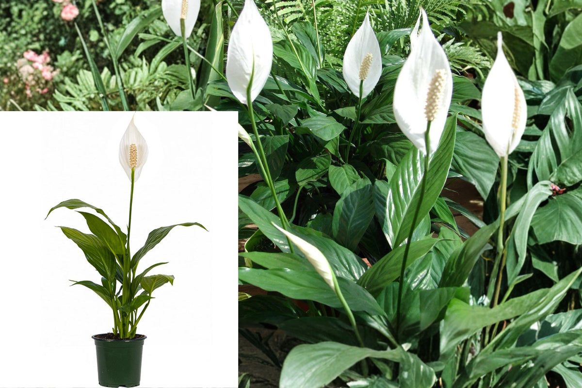 Peace Lily Live Plant, Spathiphyllum Houseplant in 4 Inch Pot, Indoor Tropical Foliage Plant and Green Gift