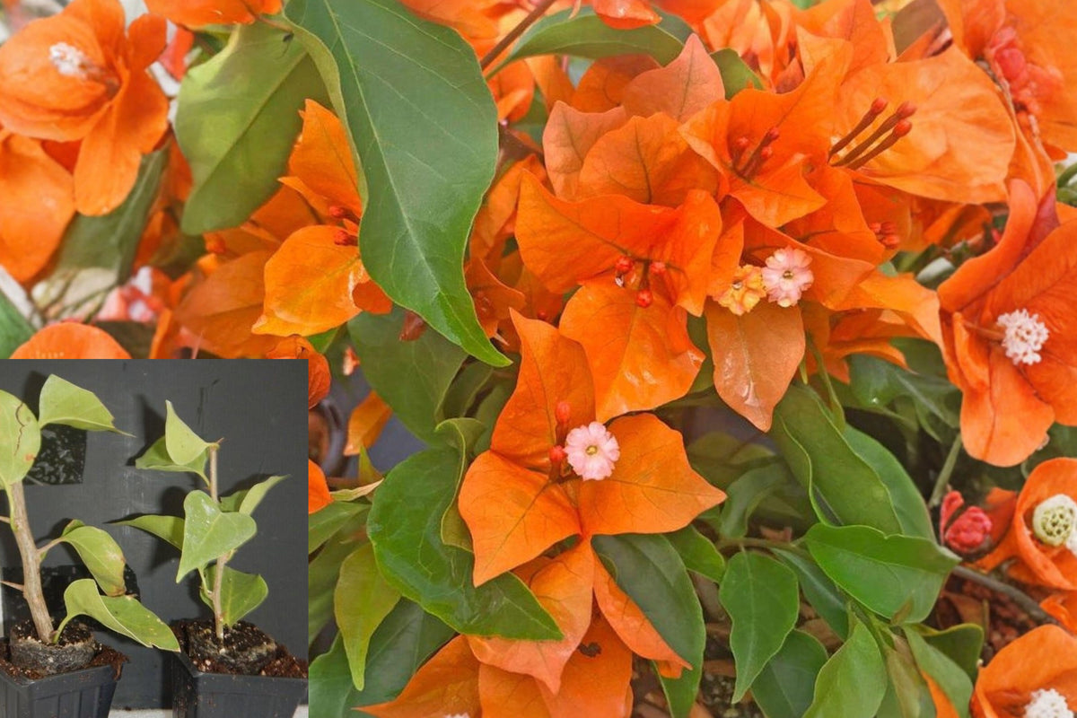 Orange Bougainvillea Live Plants, Set of 2 Flowering Vine Starters, 4–7 Inch Tropical Outdoor Plants, Garden or Patio