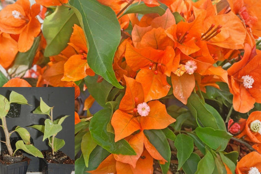 Orange Bougainvillea Live Plants, Set of 2 Flowering Vine Starters, 4–7 Inch Tropical Outdoor Plants, Garden or Patio