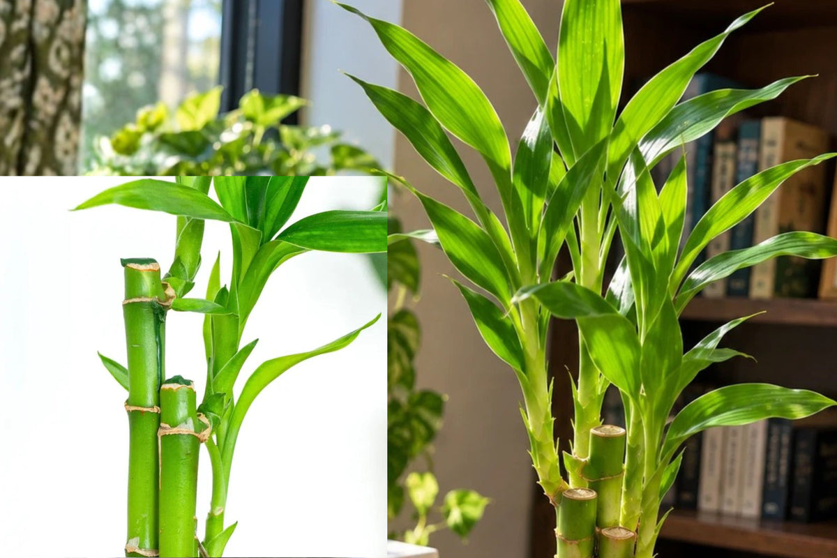 Lucky Bamboo Plant with Dragon Ceramic Pot, 3 Live Dracaena Stalks, Feng Shui Indoor Plant, Asian Inspired Home Decor