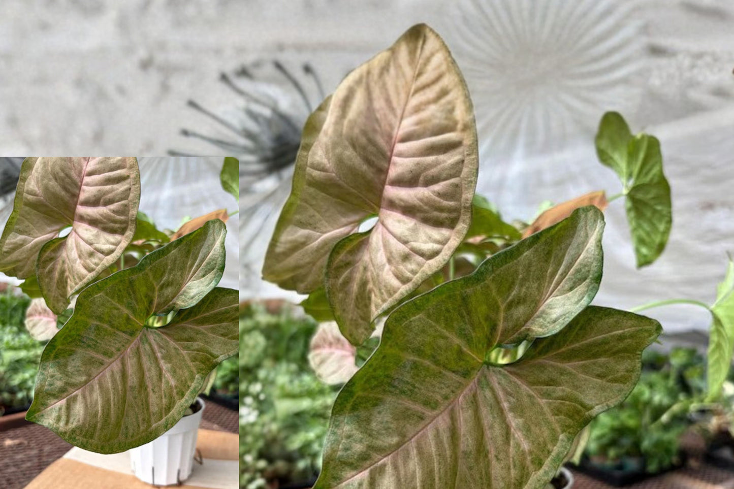 Syngonium Strawberry Live Plant – 3 Inch Indoor Houseplant