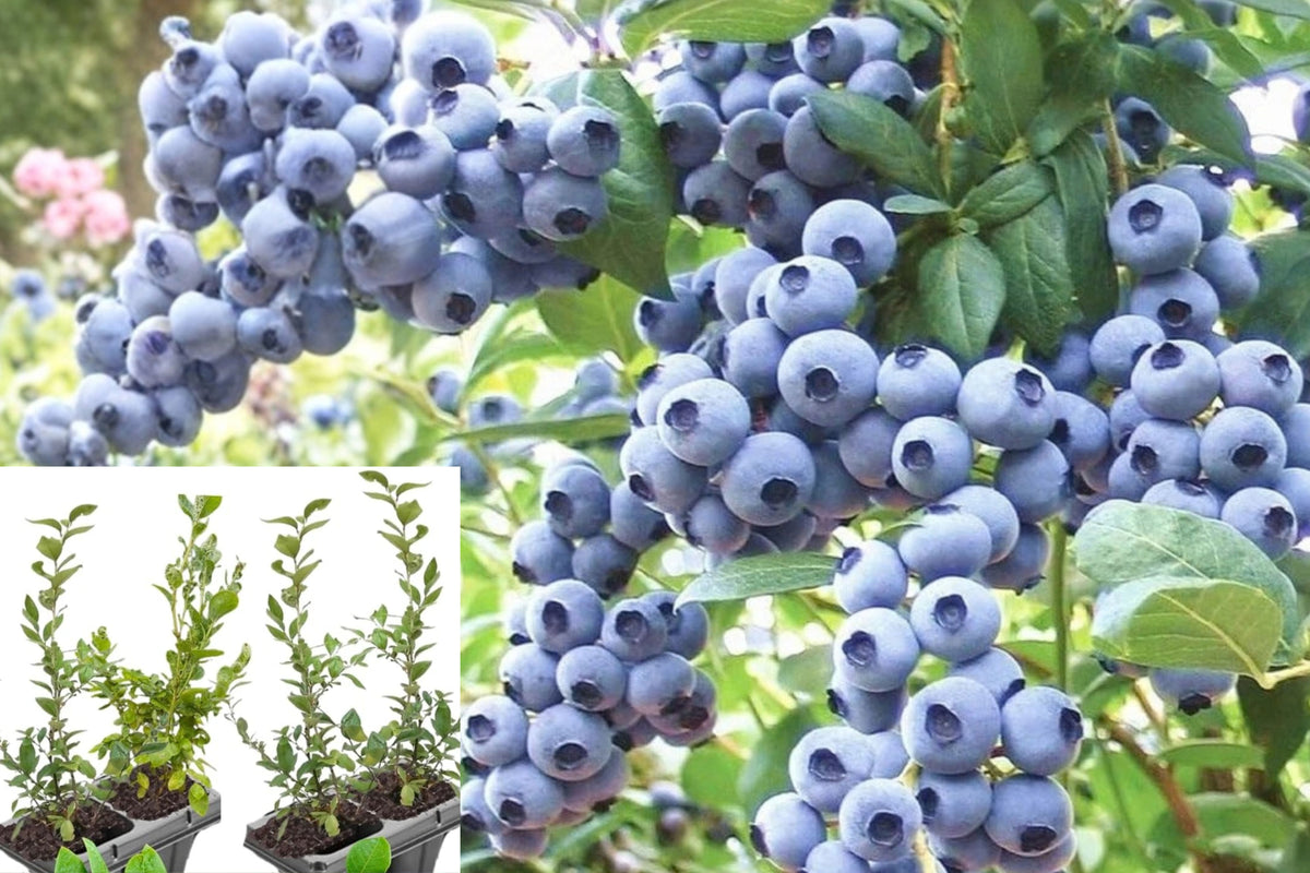 Blueberry Live Plants – 3 Seedling Bushes – 3–6 Inches Tall