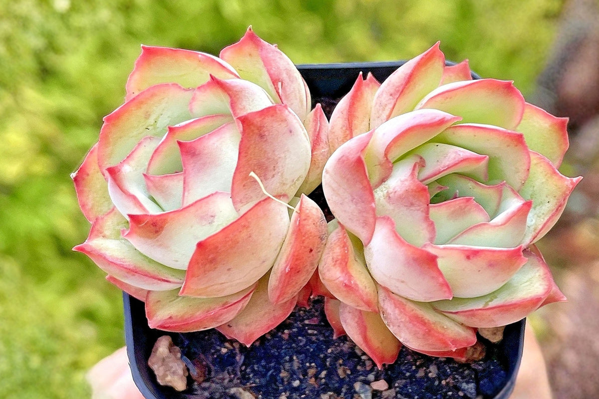 Echeveria Pulidonis Live Succulent, 2 Head Rosette Plant, Green Leaves with Red Edges, Rooted 2 Inch Succulent