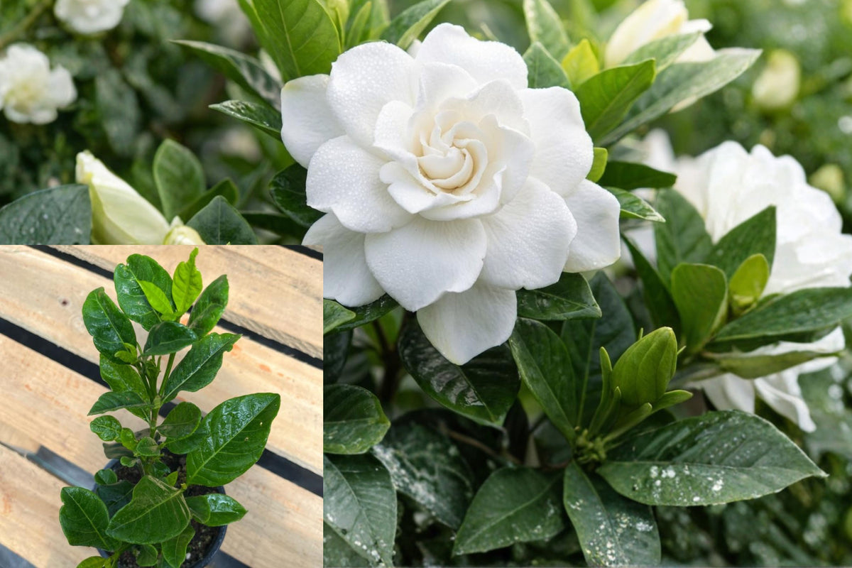 Frostproof Gardenia Live Plant, Cape Jasmine Seedling, 5–7 Inch Flowering Evergreen Shrub