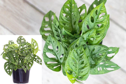 Monstera Adansonii Swiss Cheese Vine Live Plant – 1 Plant – 6" Grower Pot
