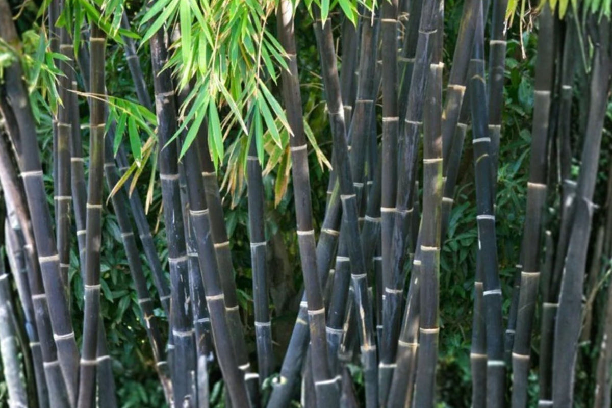 Black Bamboo Live Rhizome, Phyllostachys Nigra Bare Root Plant, Giant Black Timber Bamboo for Outdoor Gardens