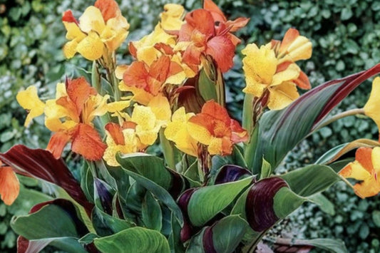 Canna Lily Cleopatra 1 Live Plant Bulb – Variegated Leaves, Red & Yellow Blooms