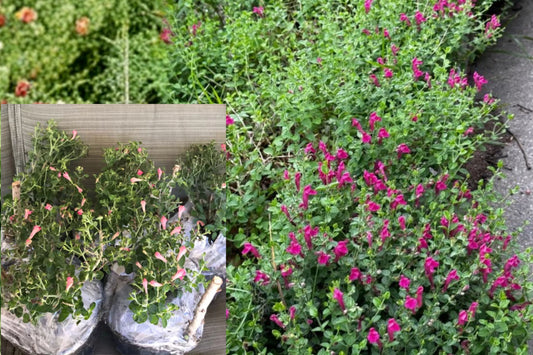 Pink Skullcap 1 Gallon Fully Rooted Live Plant – Scutellaria suffruticosa
