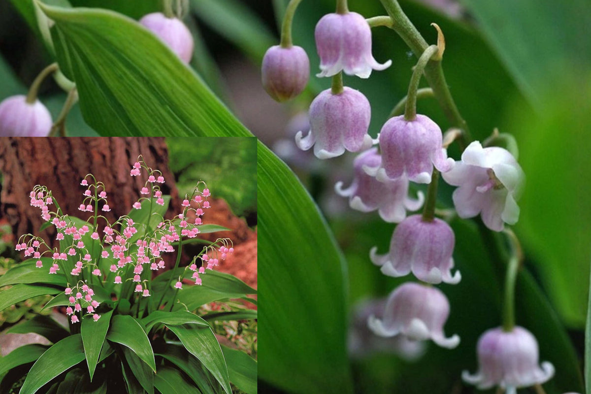 Pink Lily of the Valley Bare Root Pips, 5 Dormant Convallaria Majalis Rosea, Perennial Shade Garden Flowers
