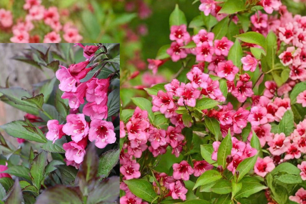 Pink Weigela 2 Live Plants 6–12" – Potted Florida Weigela