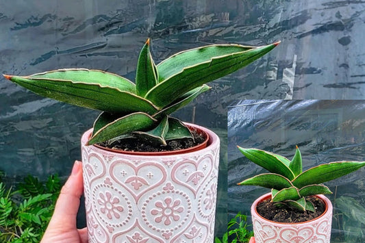 Sansevieria Ehrenbergii Live Plant – Rare Snake Plant, No Pot