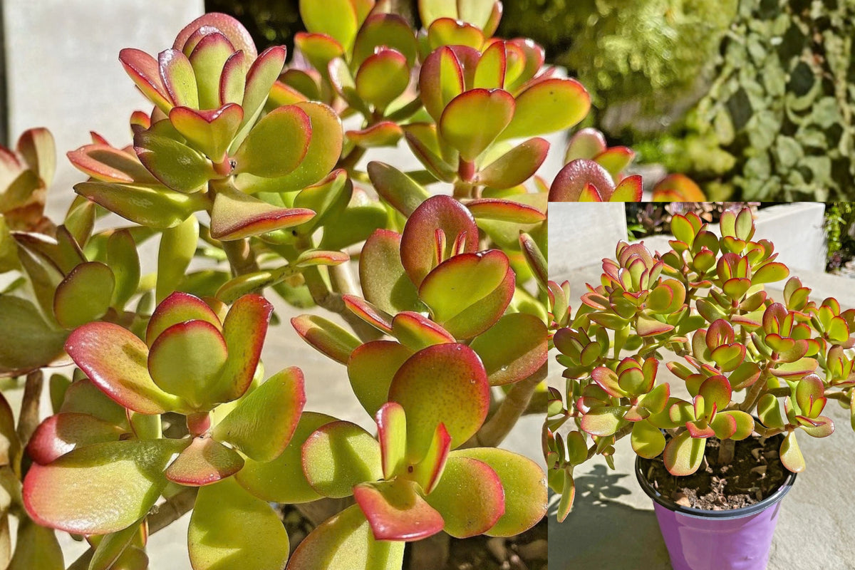 Jade Plant Cutting – Crassula ovata – 1 Live Cutting – 2–3"