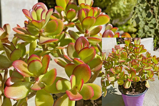 Jade Plant Cutting – Crassula ovata – 1 Live Cutting – 2–3"