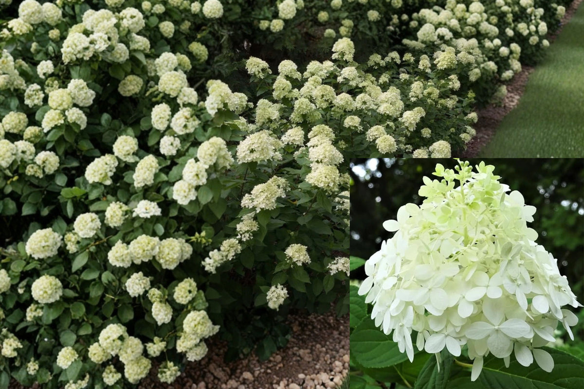 Little Lime Hydrangea Live Plant – Quart Pot – 6–12 Inches Tall – Hydrangea paniculata