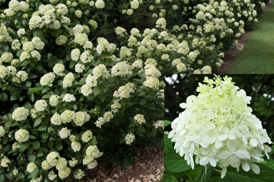 Little Lime Hydrangea Live Plant – Quart Pot – 6–12 Inches Tall – Hydrangea paniculata