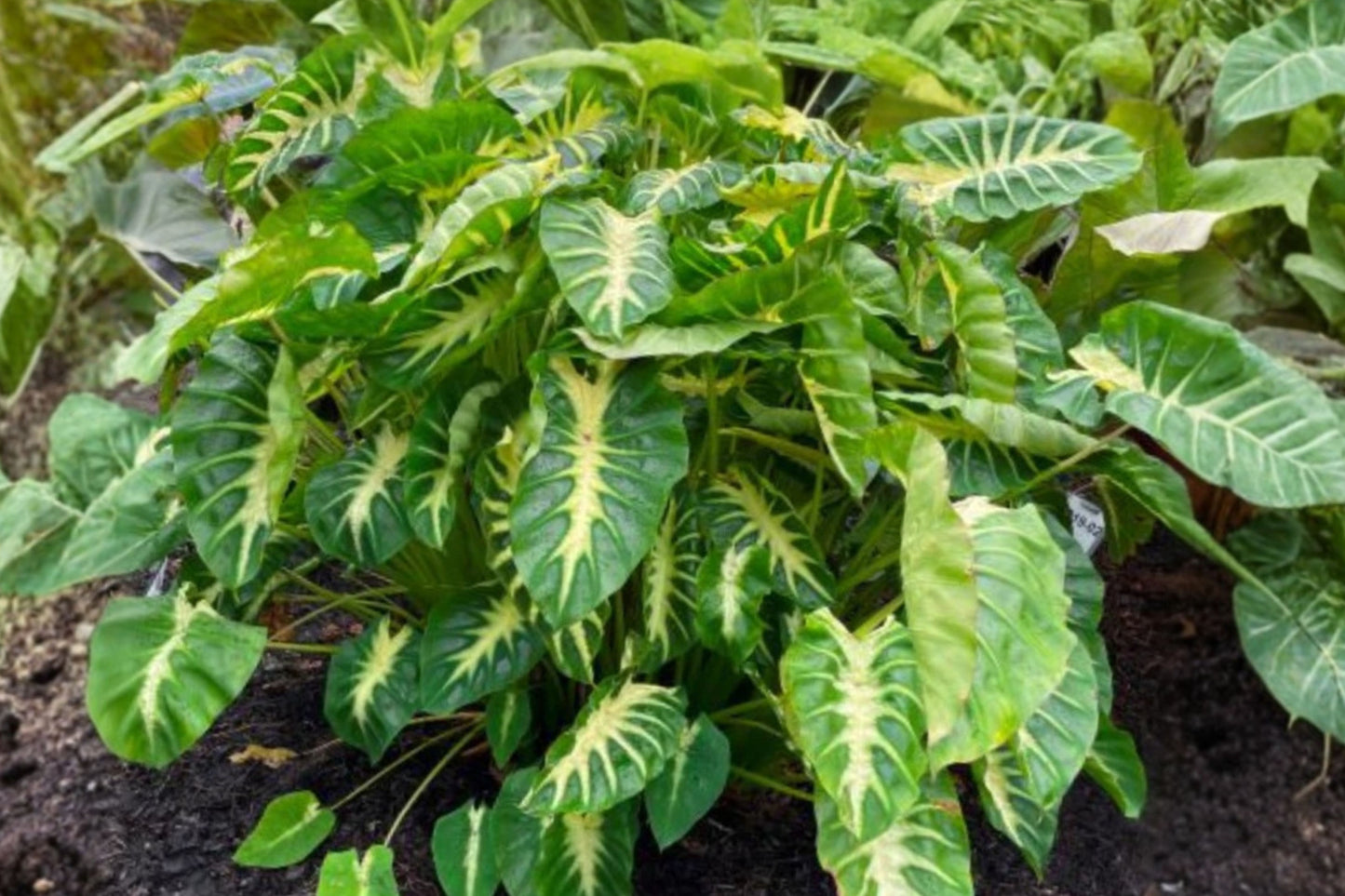 Maui Sunrise Colocasia Live Plant – 1 Starter – 4–6 Inches – No Pot