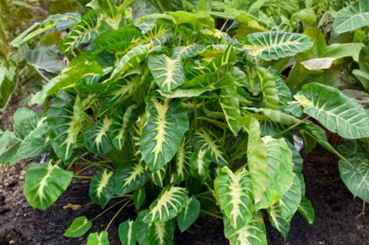 Maui Sunrise Colocasia Live Plant – 1 Starter – 4–6 Inches – No Pot