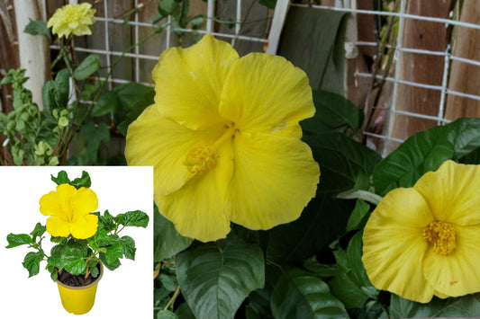 Fort Myers Yellow Tropical Hibiscus 2 Bare Root Plants – Hibiscus rosa-sinensis