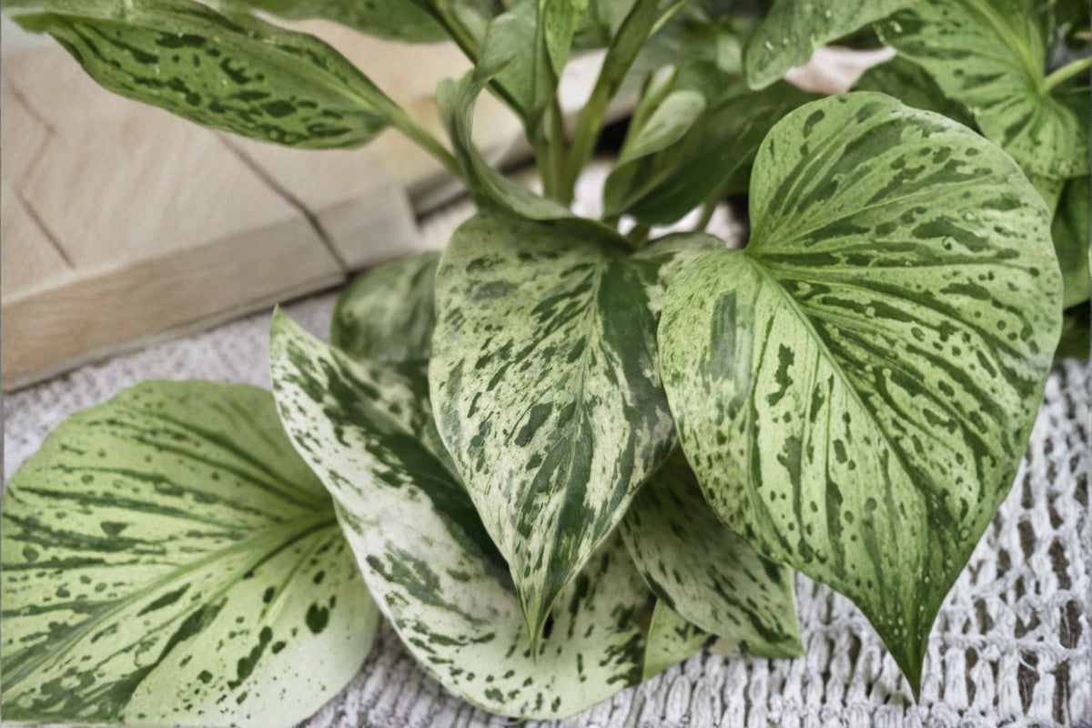 Snow Queen Pothos 1 Live Rooted Cutting – Variegated Indoor Vine – Epipremnum aureum