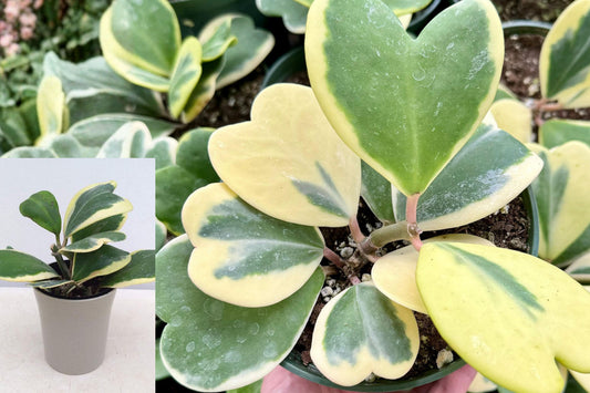 Variegated Hoya Kerrii Live Plant, 4 Inch Pot Sweetheart Hoya, Cream Edge Heart Shaped Leaves, Indoor Houseplant