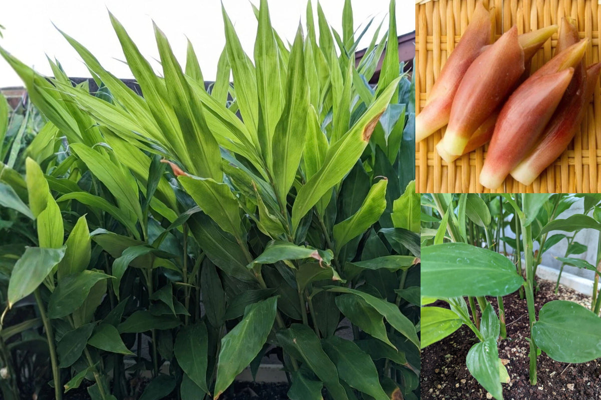 Myoga Ginger Live Root Plants – Japanese Ginger – Zingiber mioga
