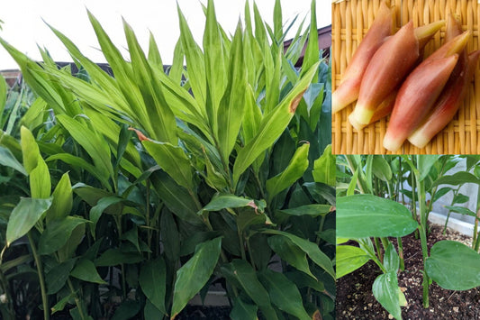 Myoga Ginger Live Root Plants – Japanese Ginger – Zingiber mioga