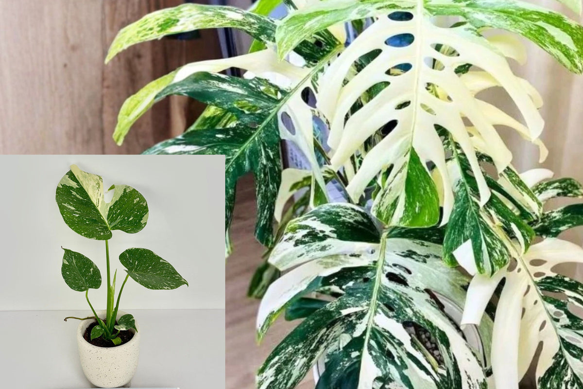 Variegated Monstera Live Plant, 5–8 Inch Rooted Tropical Houseplant, Green and Cream Foliage Starter, Ships Without Pot