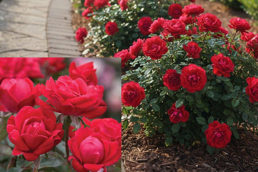 Red Double Knock Out Rose Bush Live Plant, 1 Gallon Potted Red Flowering Shrub, Rosa Radko Garden Rose