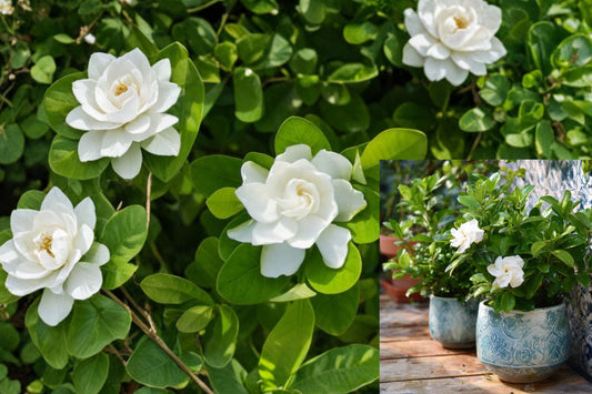 2 Fragrant Gardenia Live Plants, 7–12 Inch White Flowering Shrubs, Gardenia Starter Plants for Patio or Garden