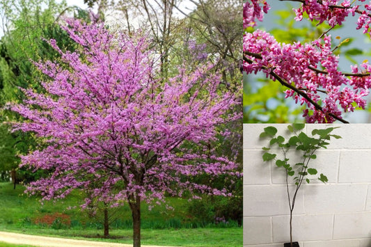Eastern Redbud Live Plant – 6–12 Inch Tall, Quart Pot – Cercis canadensis