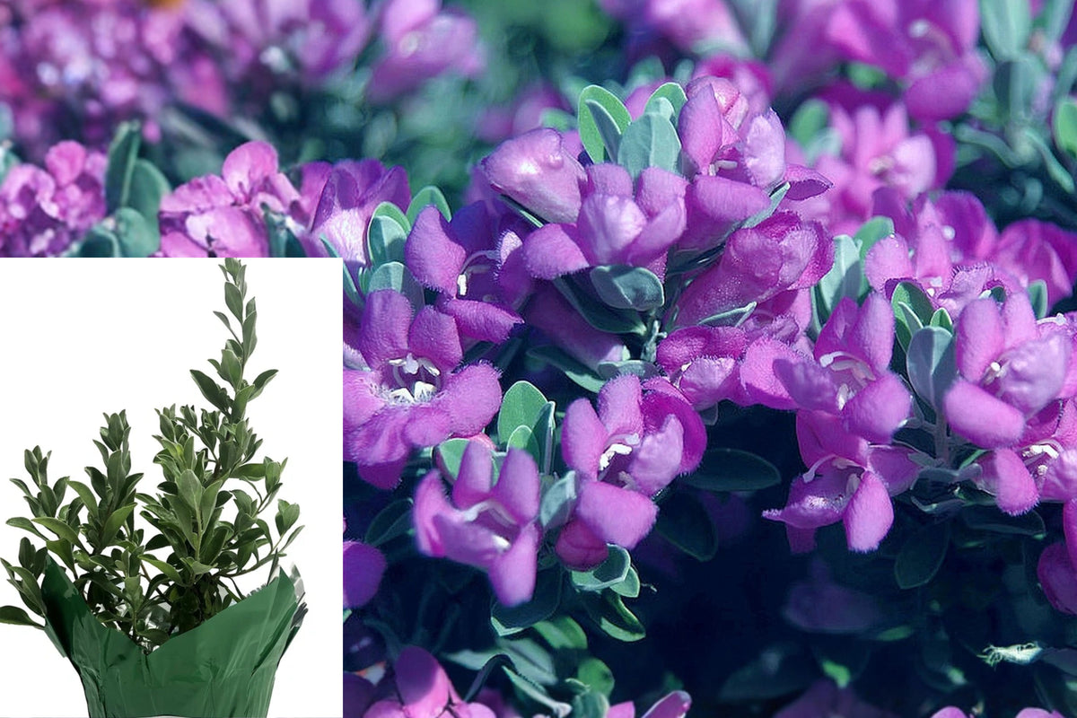 Texas Sage Live Plant – 1 Starter Shrub – 8–12" Tall – Leucophyllum