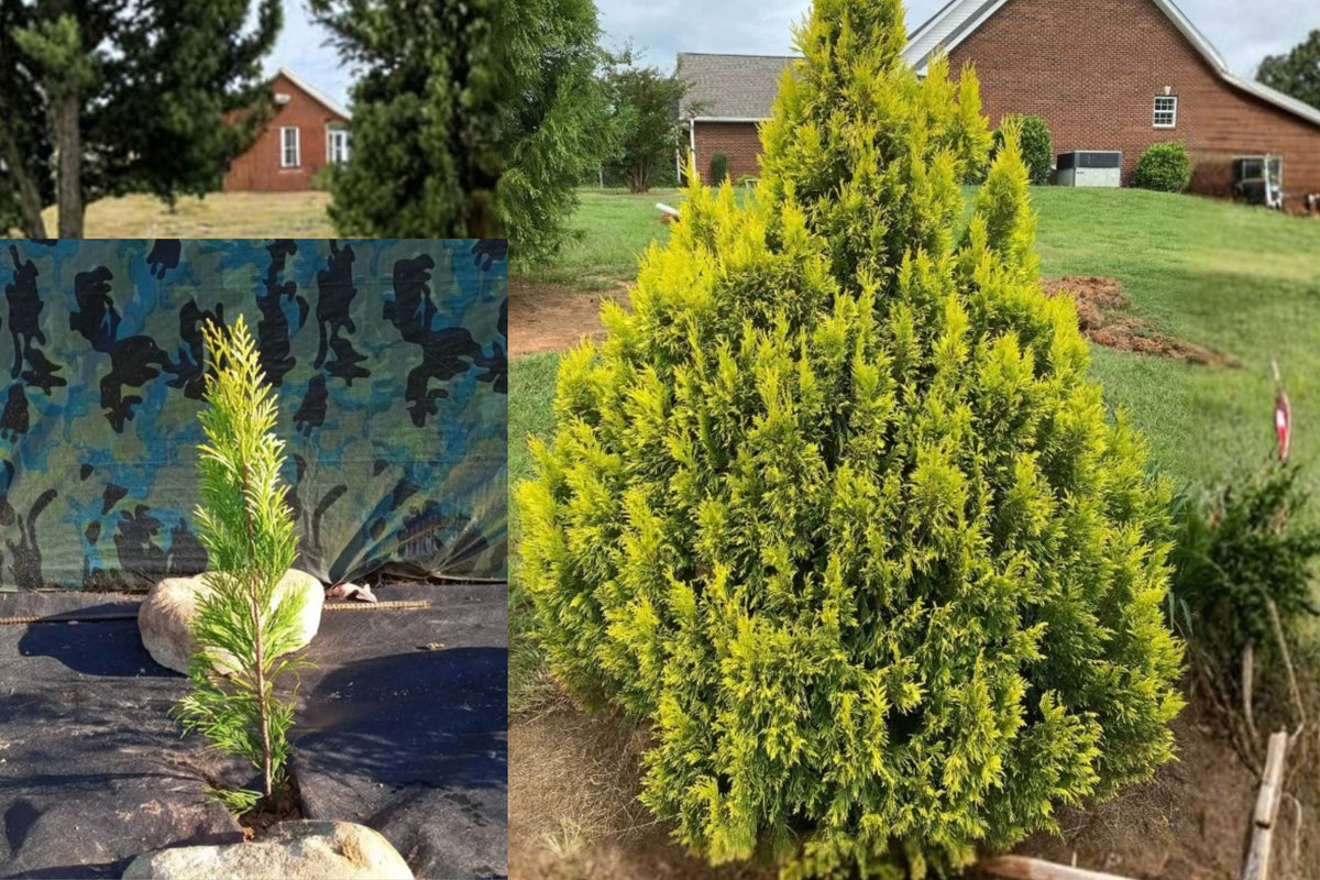 Golden Arborvitae Live Tree – 8–14 Inch Plant in Quart Pot – Thuja plicata