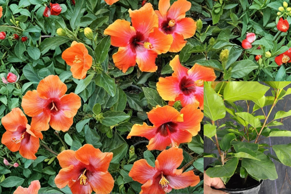 Fiesta Hibiscus Live Plant – 1 Plant – 4–6" Tall – Multicolor Blooms