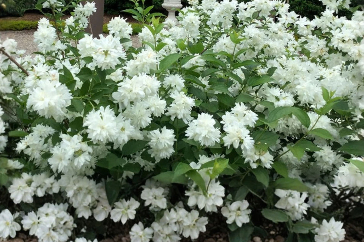 Mock Orange ‘Minnesota Snowflake’ Live Plant – 1 Gallon Pot – Philadelphus × virginalis