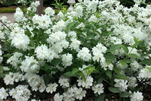 Mock Orange ‘Minnesota Snowflake’ Live Plant – 1 Gallon Pot – Philadelphus × virginalis