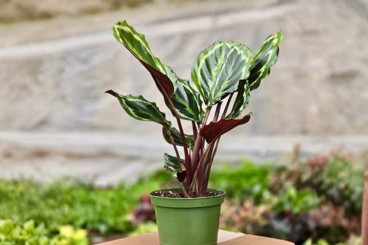 Calathea Medallion Live Plant – 1 Indoor Plant – 4 Inch Size – Goeppertia veitchiana