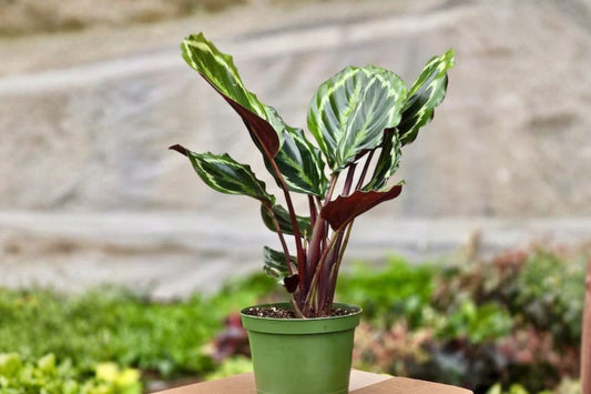 Calathea Medallion Live Plant – 1 Indoor Plant – 4 Inch Size – Goeppertia veitchiana