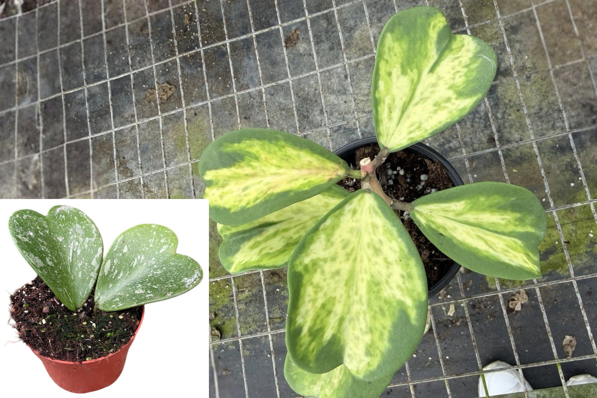 Hoya Kerrii Speckles Splash Variegated Live Plant, 4 Inch Houseplant, Unique Splash Foliage Indoor Tropical Plant