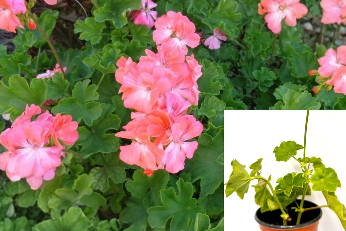 Salmon Pink Ivy Geranium – 3 Fresh 6" Cuttings – Pelargonium peltatum
