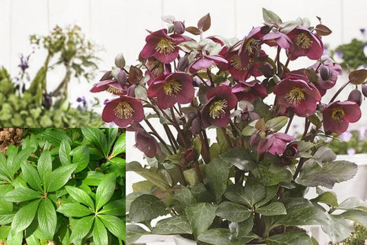 Frost Kiss Hellebore Bare Root Plant, Lenten Rose Perennial, Winter Blooming Shade Garden Flower, Hardy Outdoor Starter